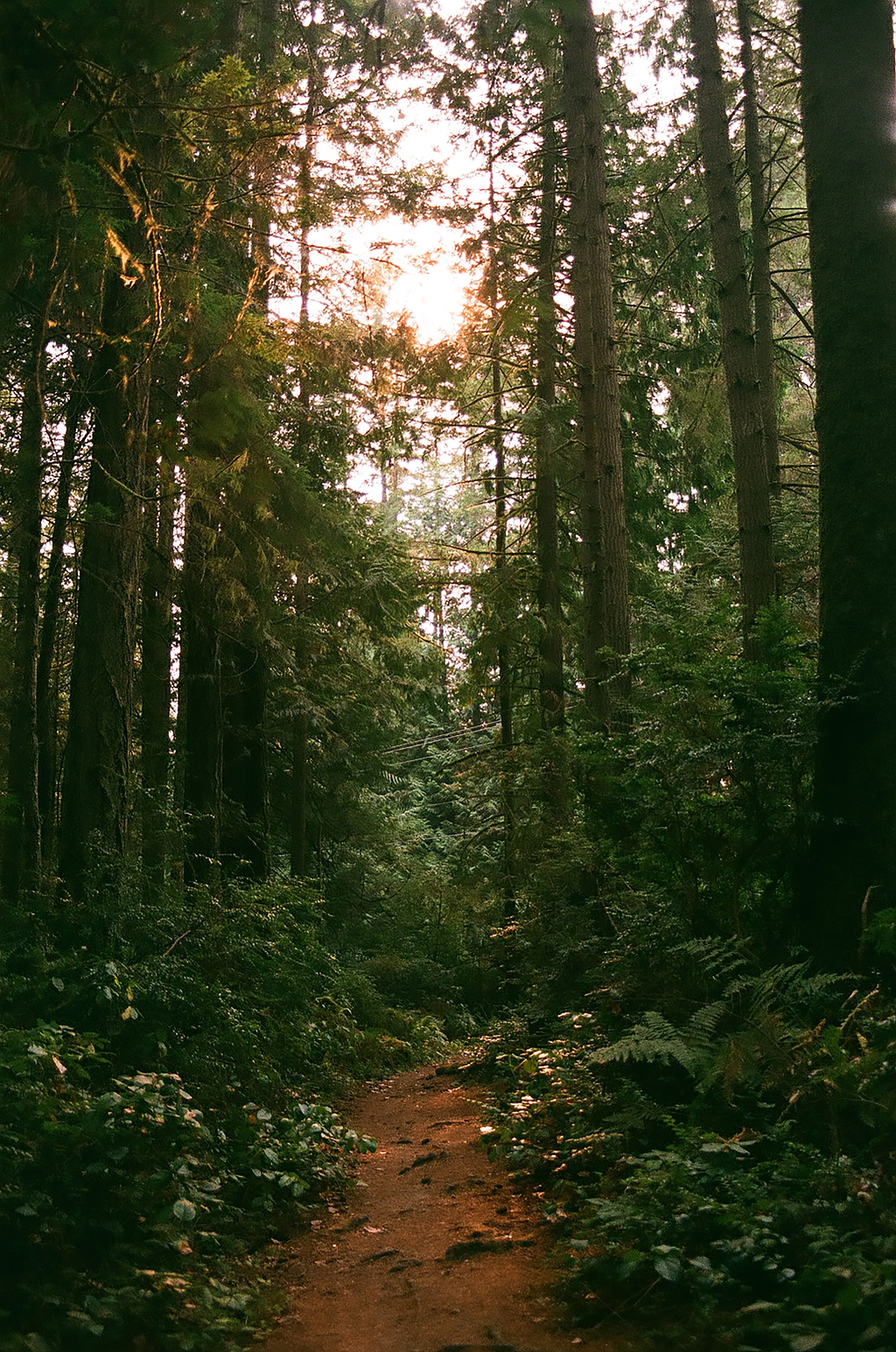 Hiking Trail on Bainbridge Island, Washington 