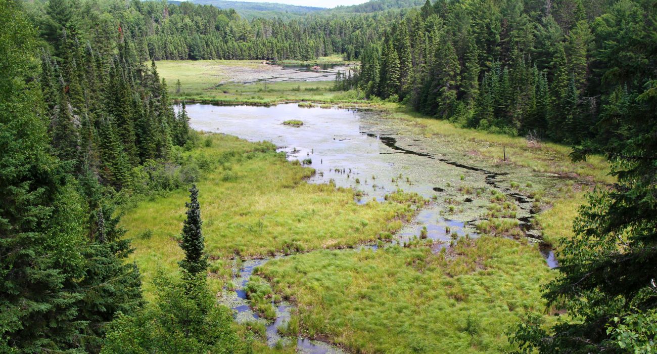 What To Know Of Canada's Massive Boreal Forest (& How To Visit)