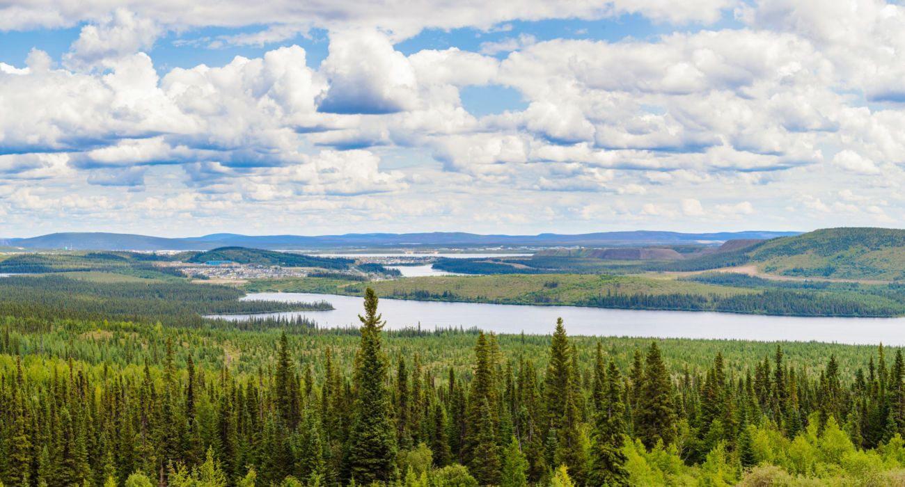 What To Know Of Alaska's Gigantic Boreal Forests (& How To Visit)
