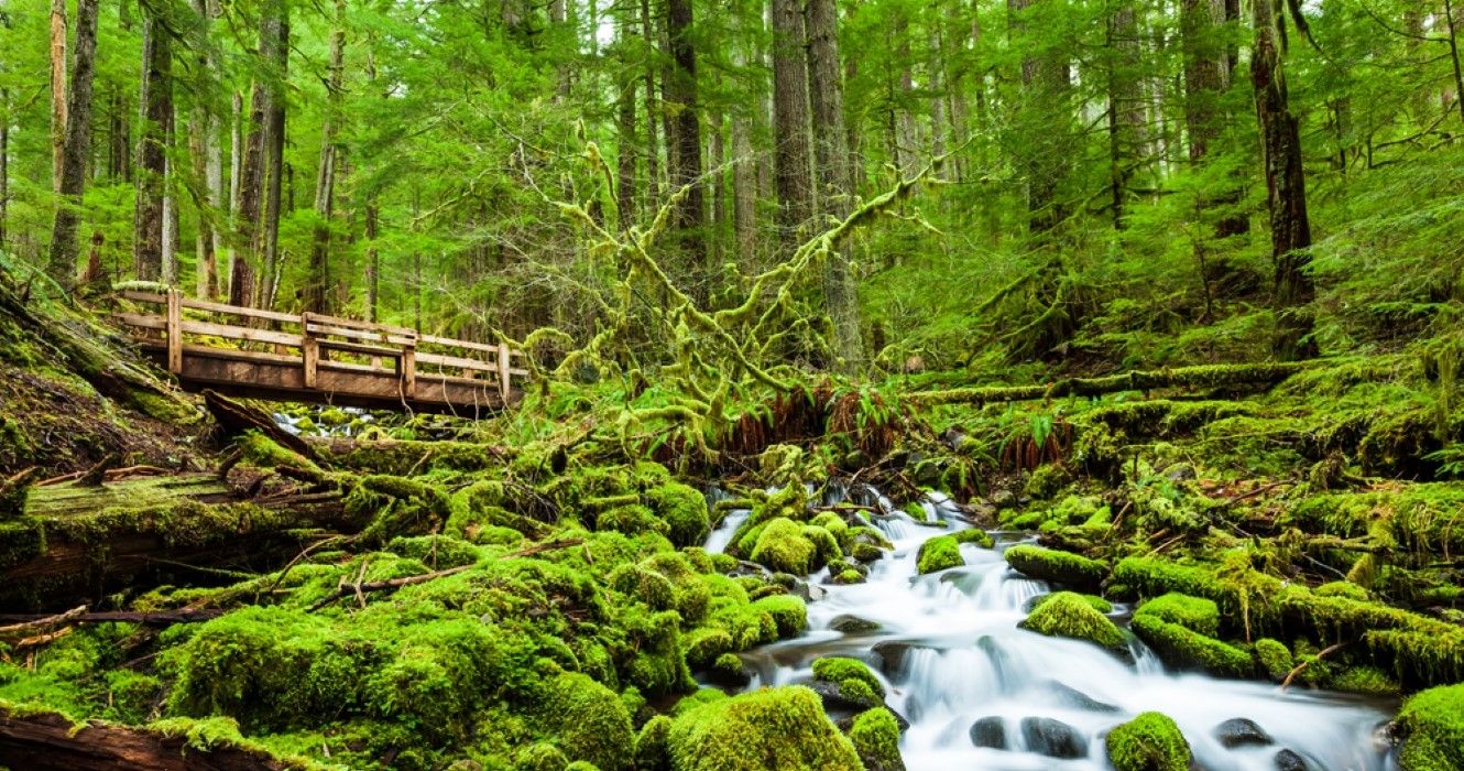 Spring In Washington: 11 Most Beautiful Spring Destinations To Visit