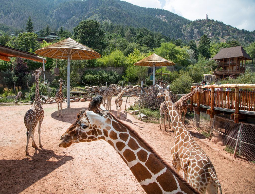 Cheyenne Mountain Zoo