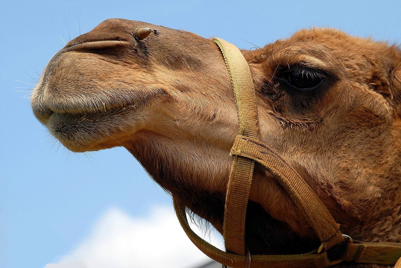 Vue rapprochée du visage d'un chameau