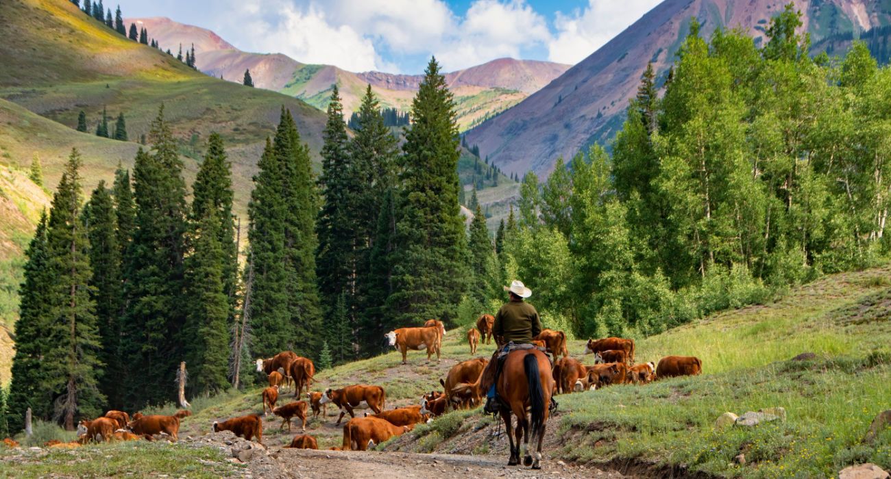 Cowboy driving cattle to a new pasture