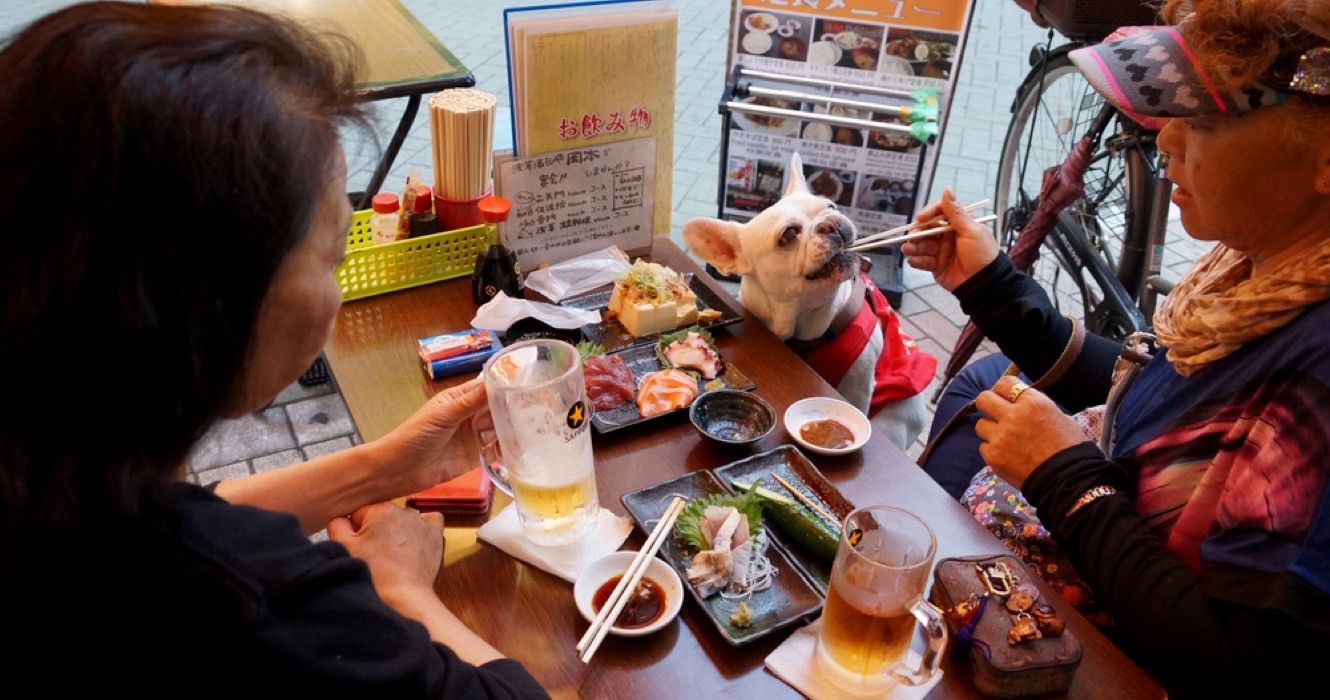 Dog in a restaurant in Tokyo, Japan