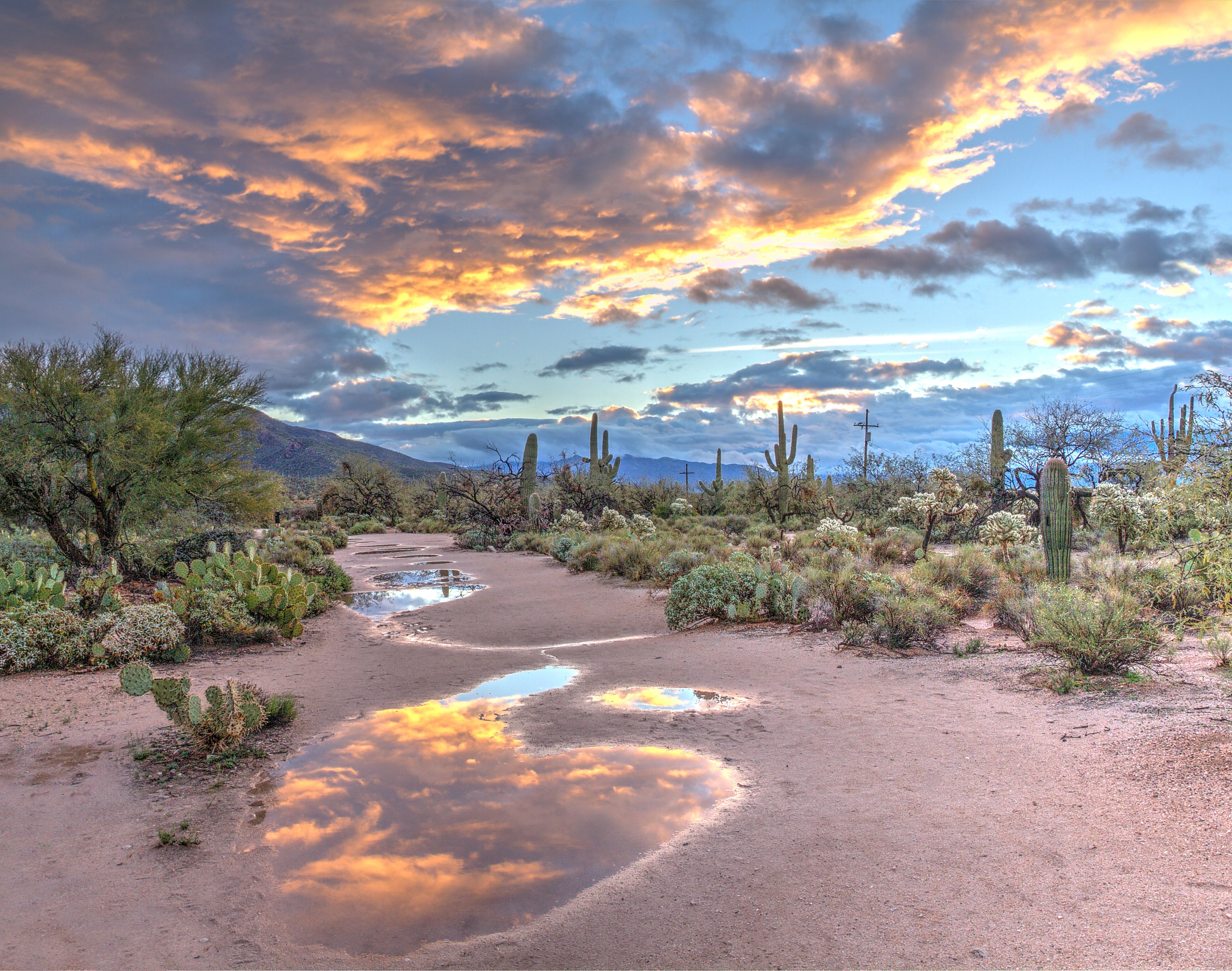 Desert Sunrise at Sabino Canyon with Saguaros, Tucson, Arizona