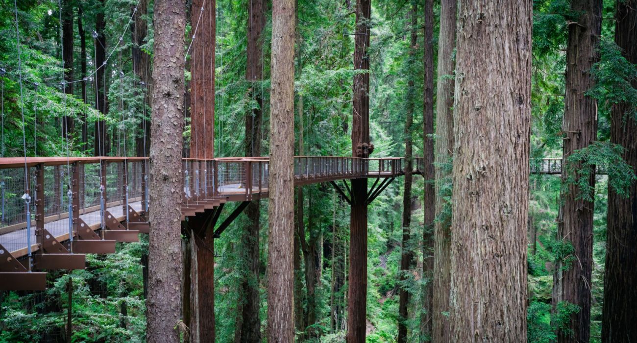 Elevated Walk Way In The Redwoods Of California