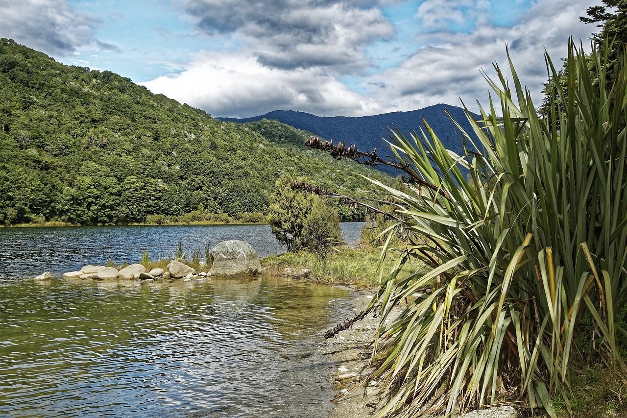 Flax and Fiordland In New Zealand