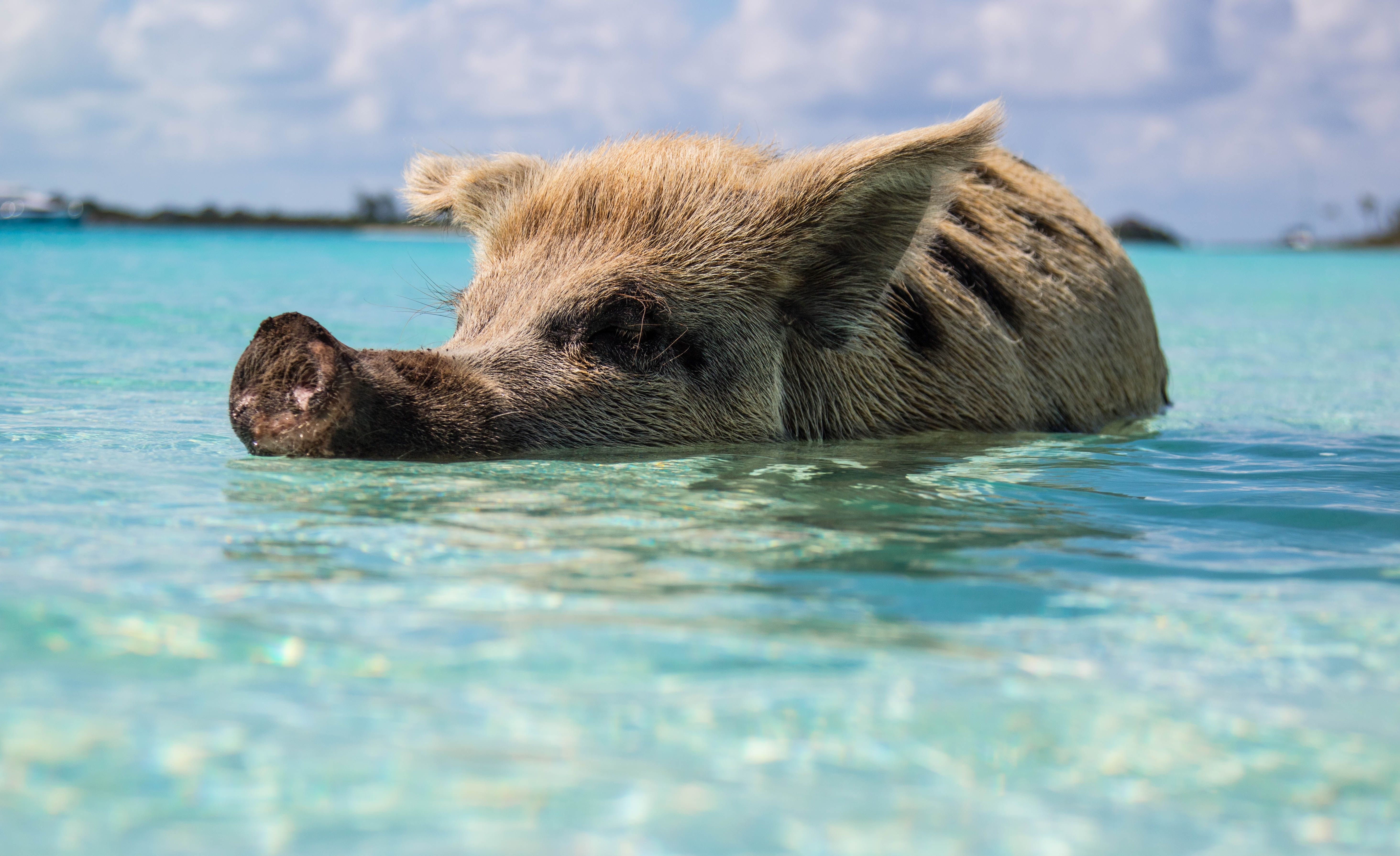 Pig Island Bahamas