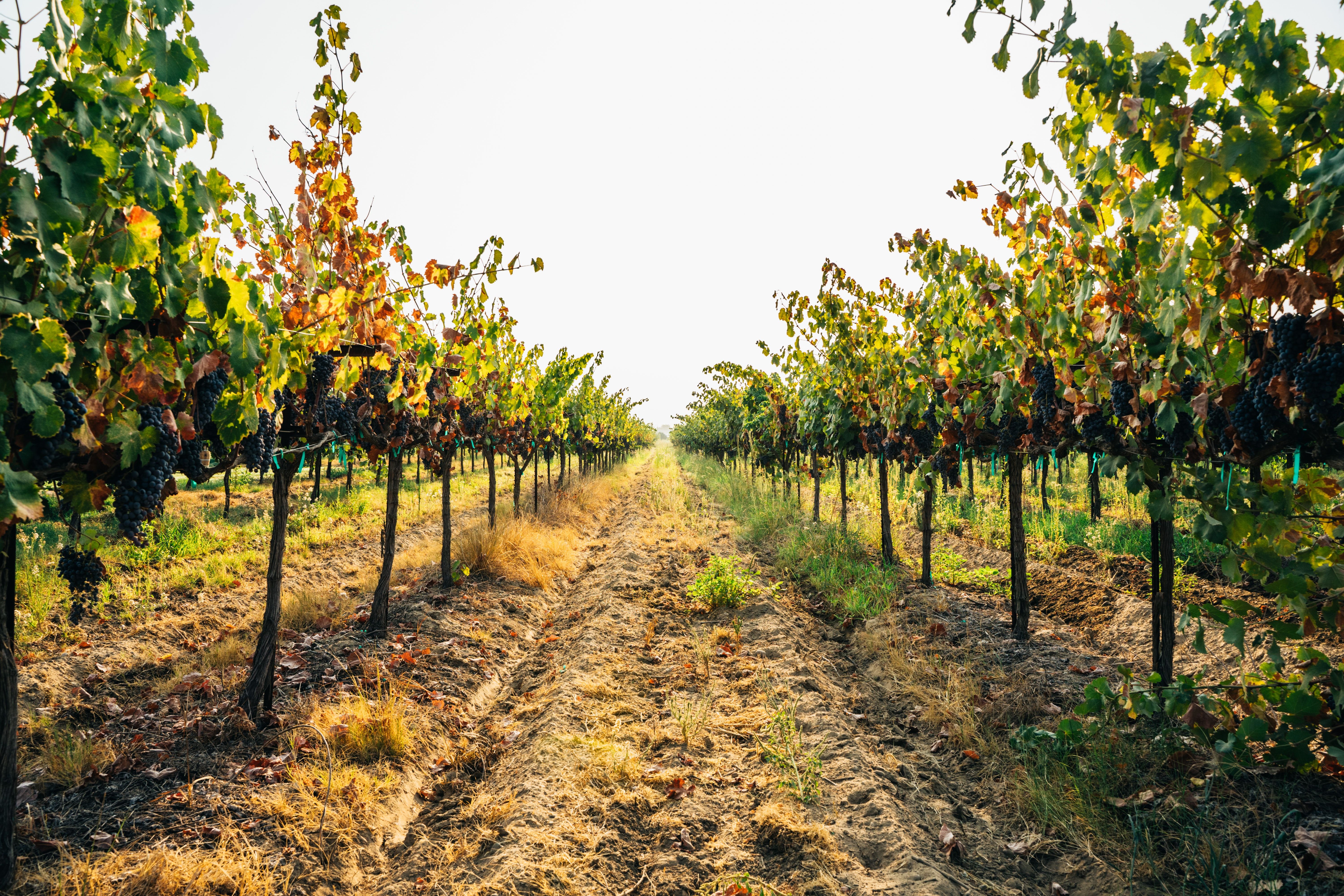 Vineyard row in Fresno California