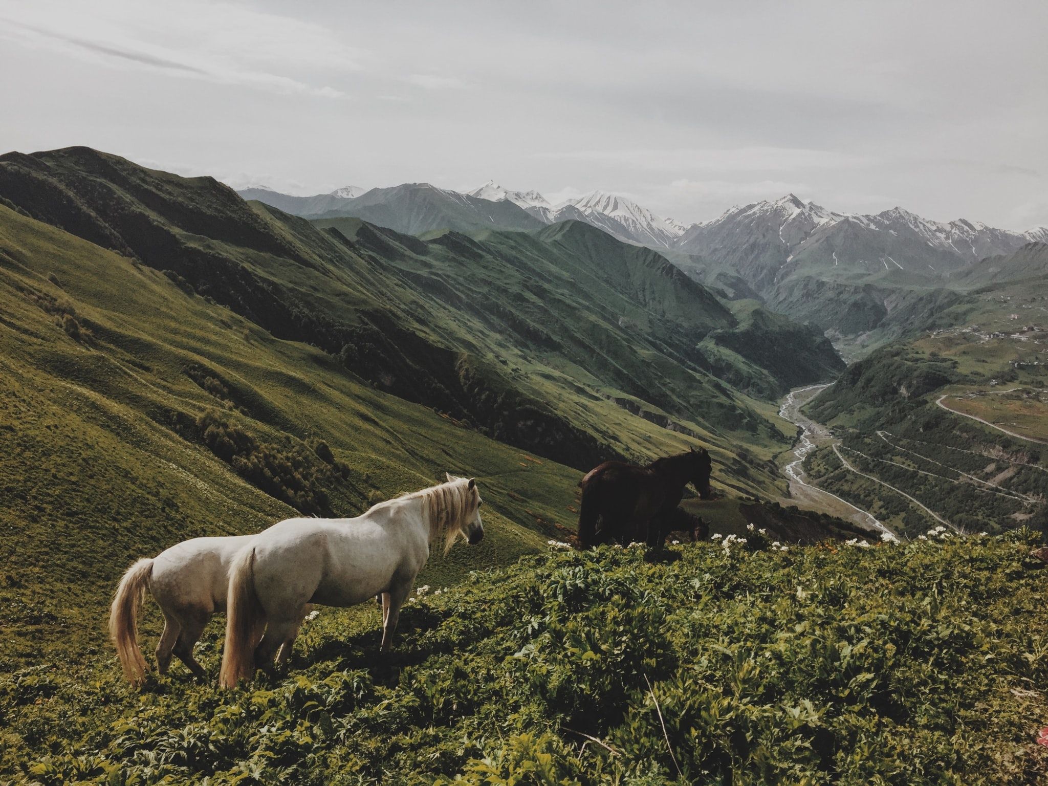 Horses Roaming In The Mountains