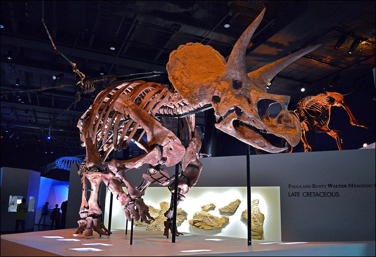 Triceratops at the Houston Museum of Natural Science