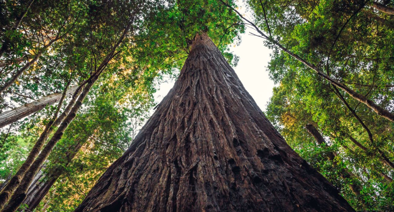 Hyperion Tree is the Tallest Tree