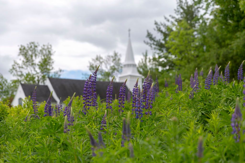 lupines in Sugar Hill Credit NH Travel and Tourism
