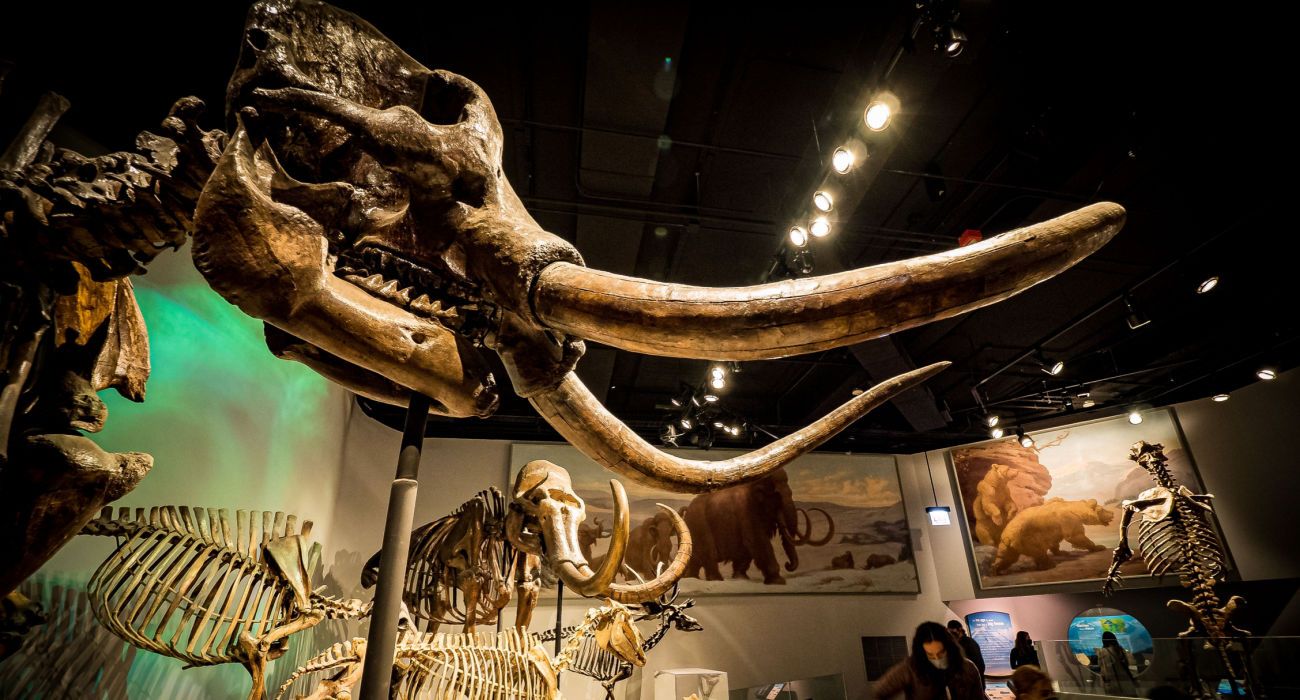 Mastodon skeleton and other fossils of the Ice Age