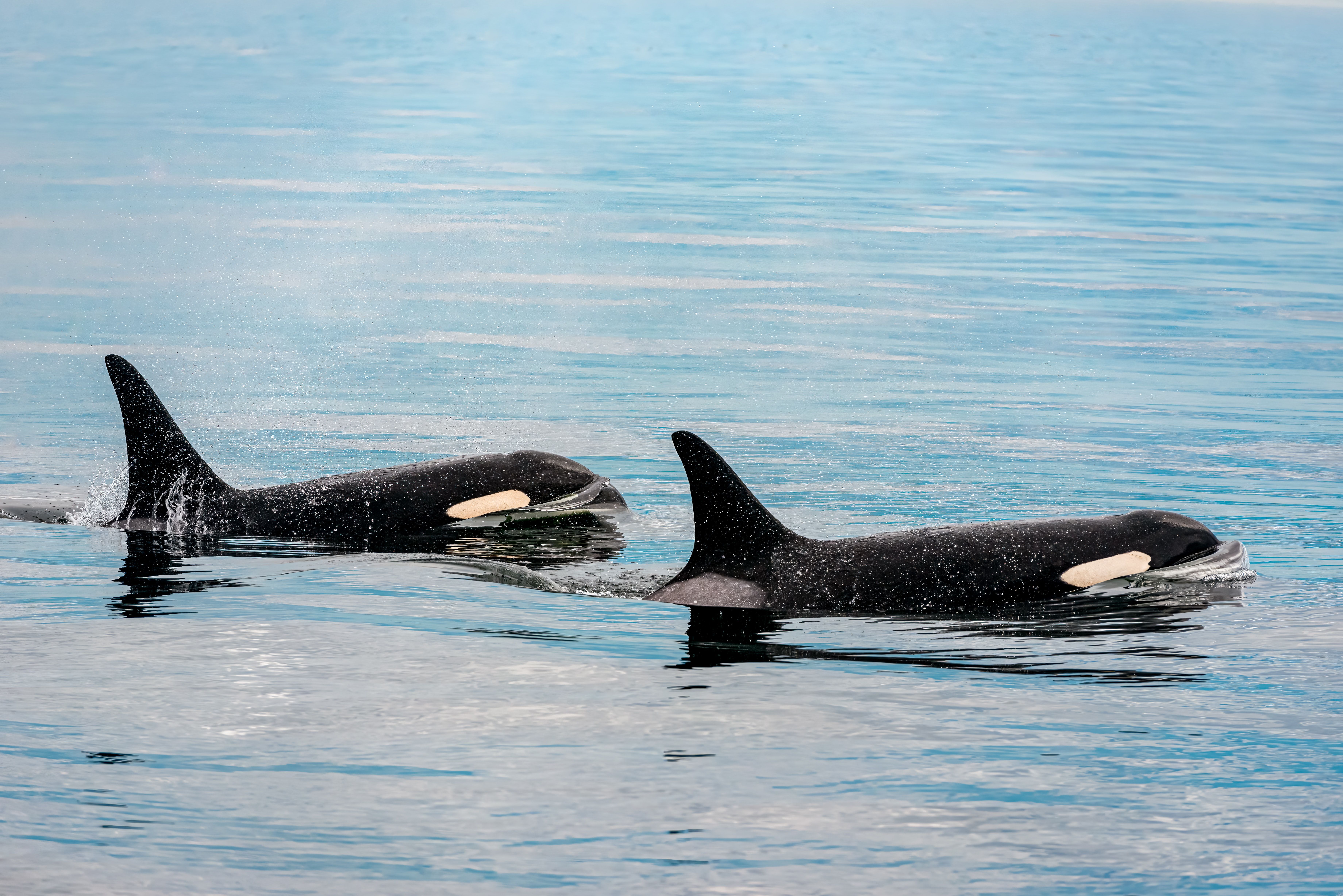 Orcas