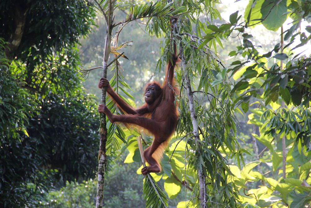 Orangutan In The Tropical Rainforest