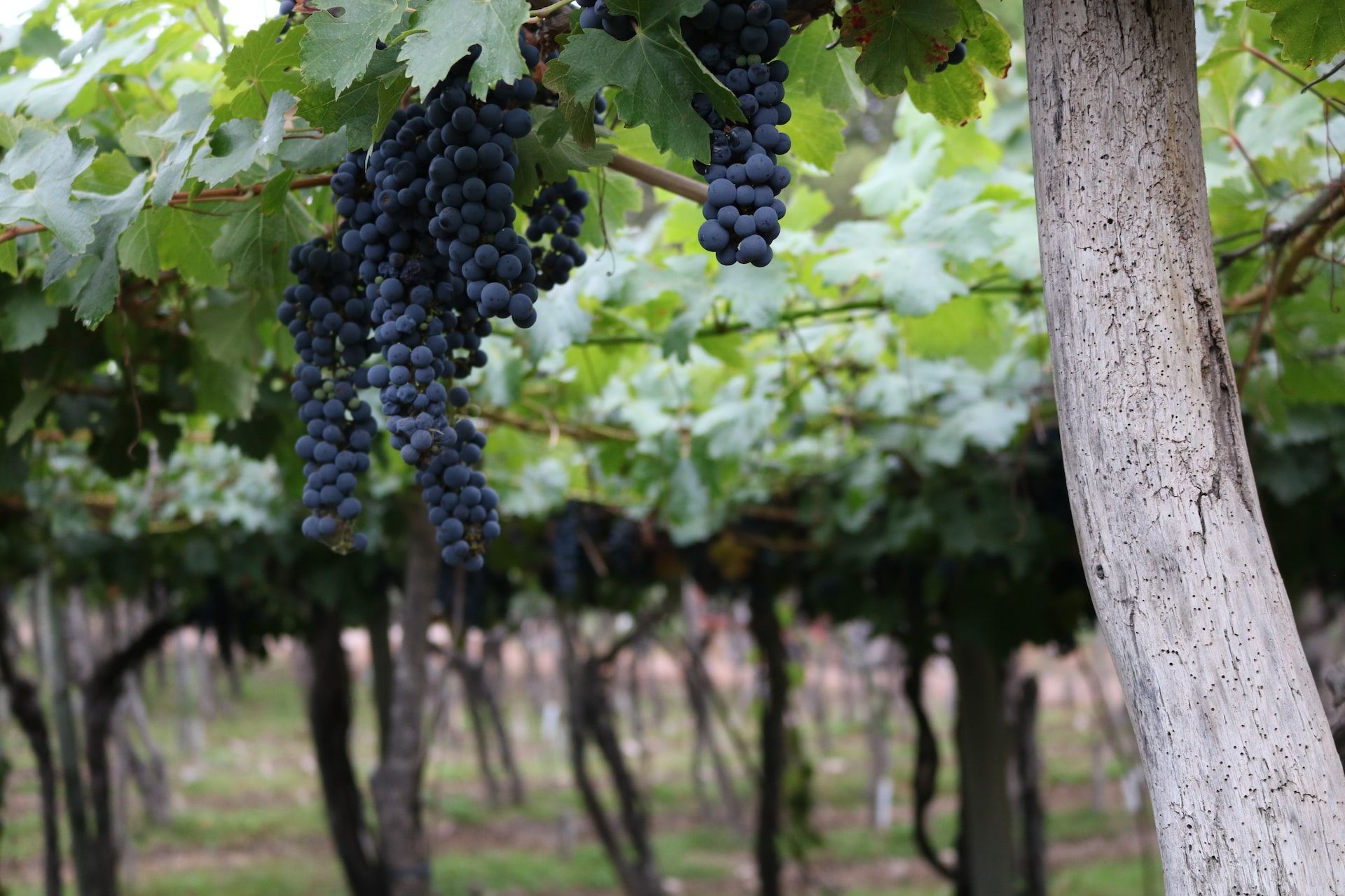 Vineyard In Mendoza Argentina