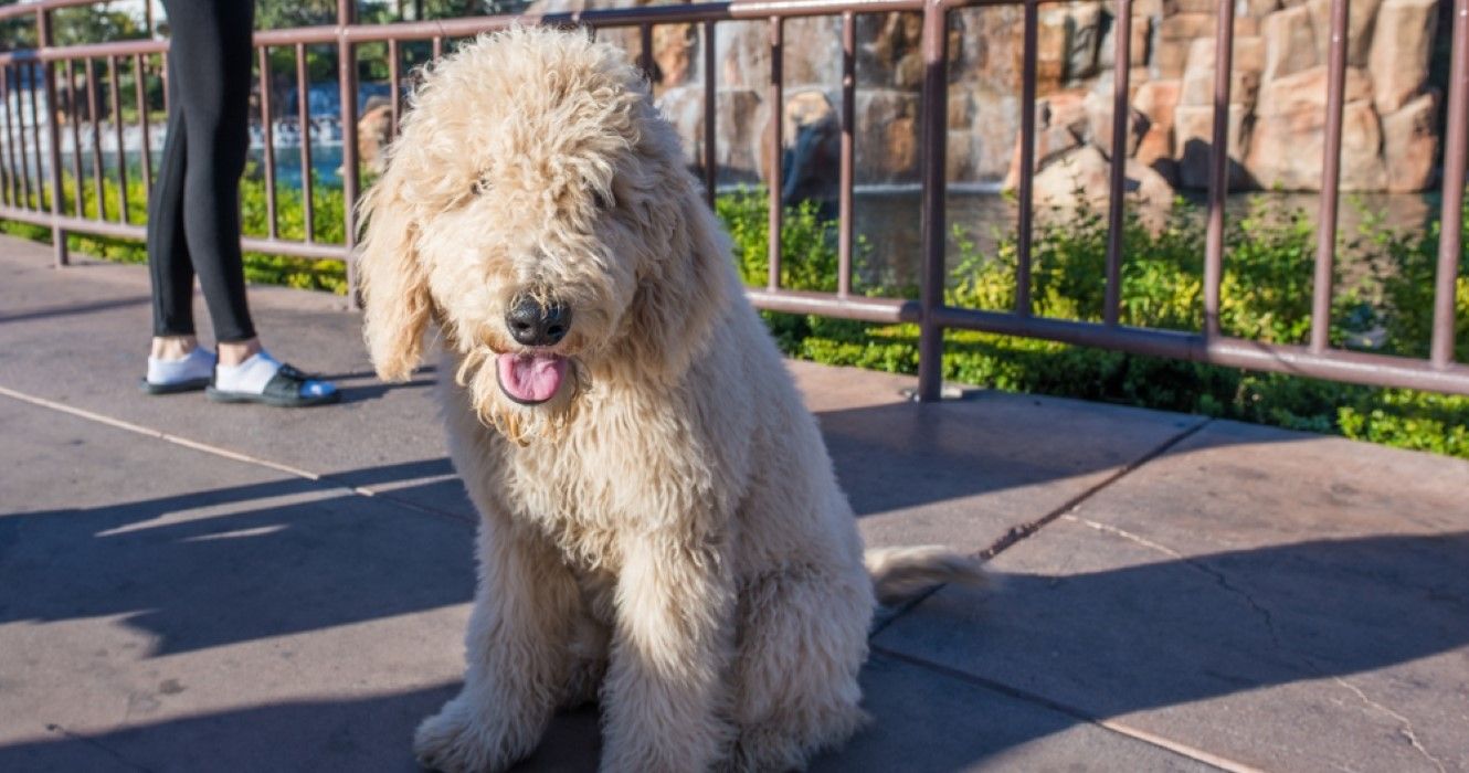 10 Most PetFriendly Hotels In Las Vegas You Can Bring Your Furry Friends To