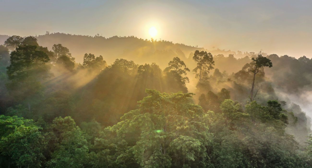 Rainforests Of Borneo At Sunrise