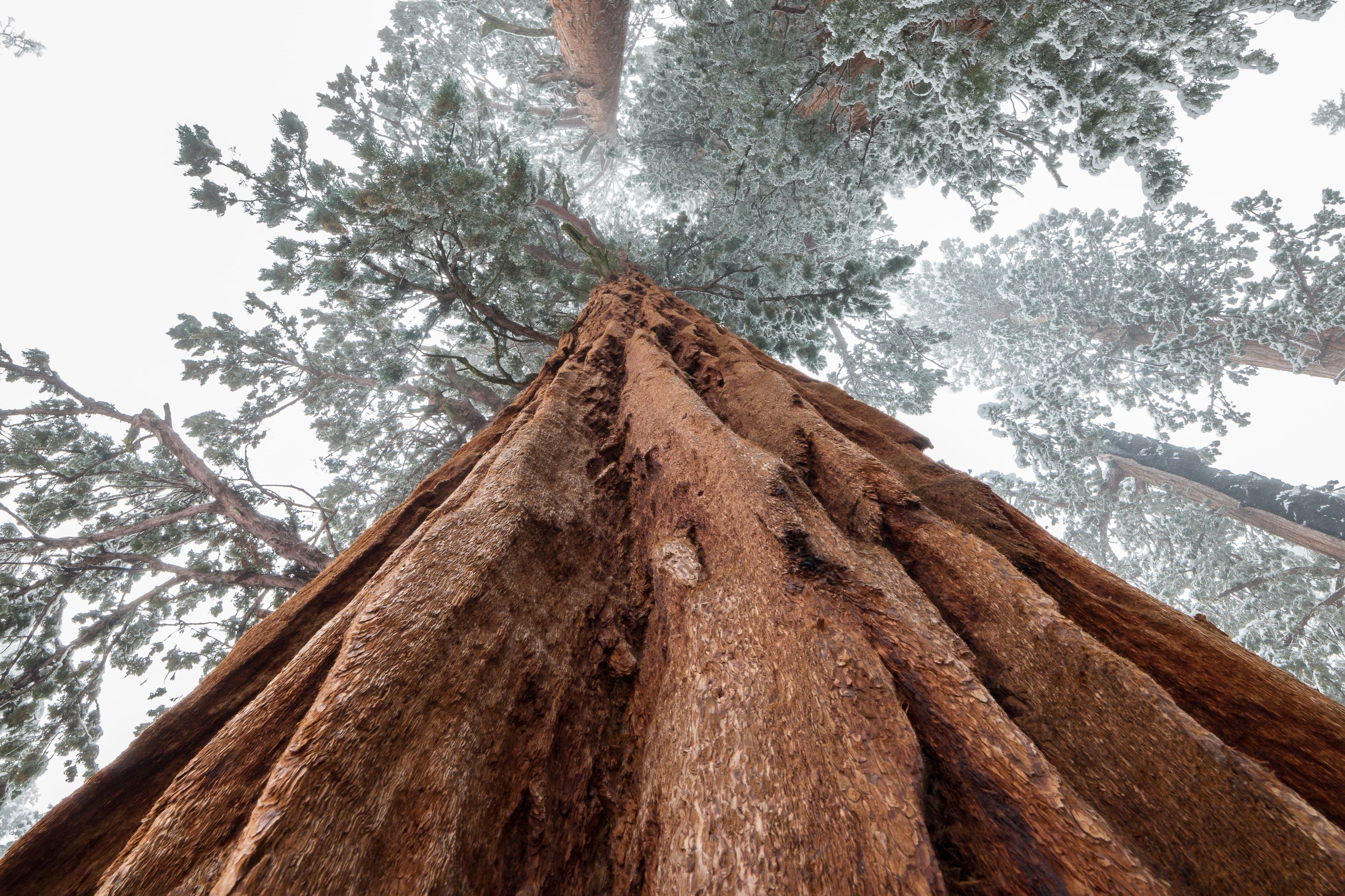 Sequoia Tree in Sequoia National Park