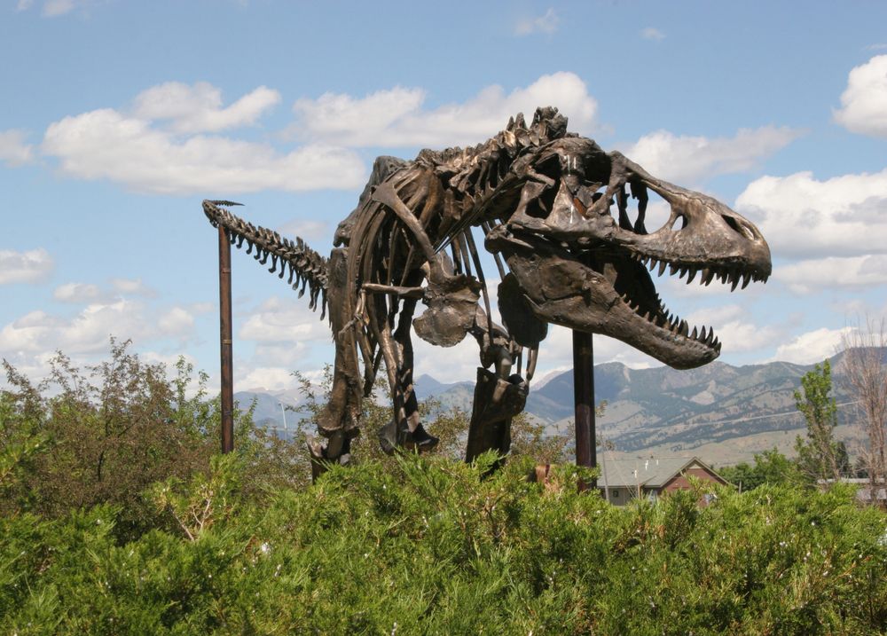 Dinosaur skeleton at Museum of the Rockies