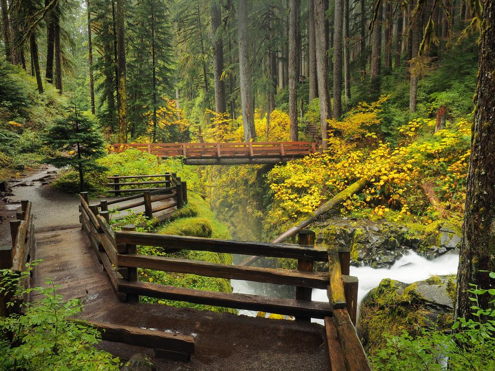 section of Hoh rainforest