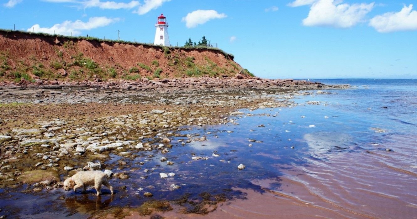 Small cockapoo dog wanders in front of the lighthouse at Panmure Island, Prince Edward Island