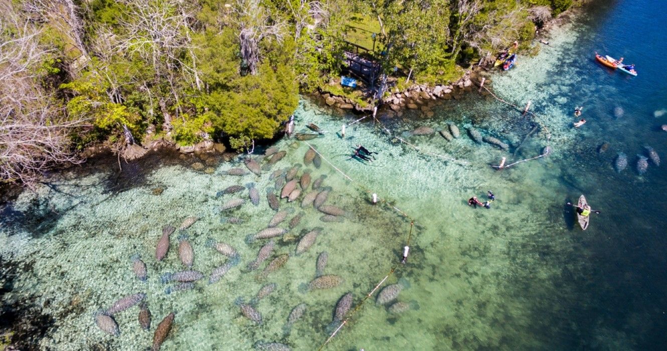 Schwimmen mit Seekühen am Crystal River, Florida