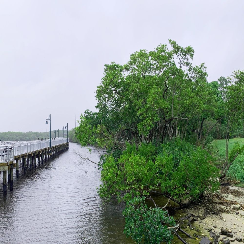 The Riverwalk Boardwalk passes mangrove forest on a rainy day. 