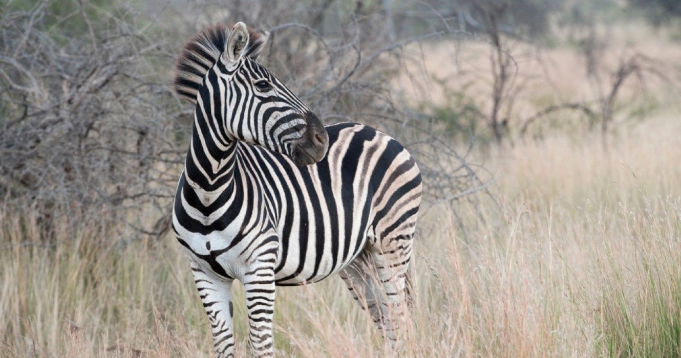 Zebra, Bakubang Safari Lodge, Pilanesberg Game Reserve, North West Province