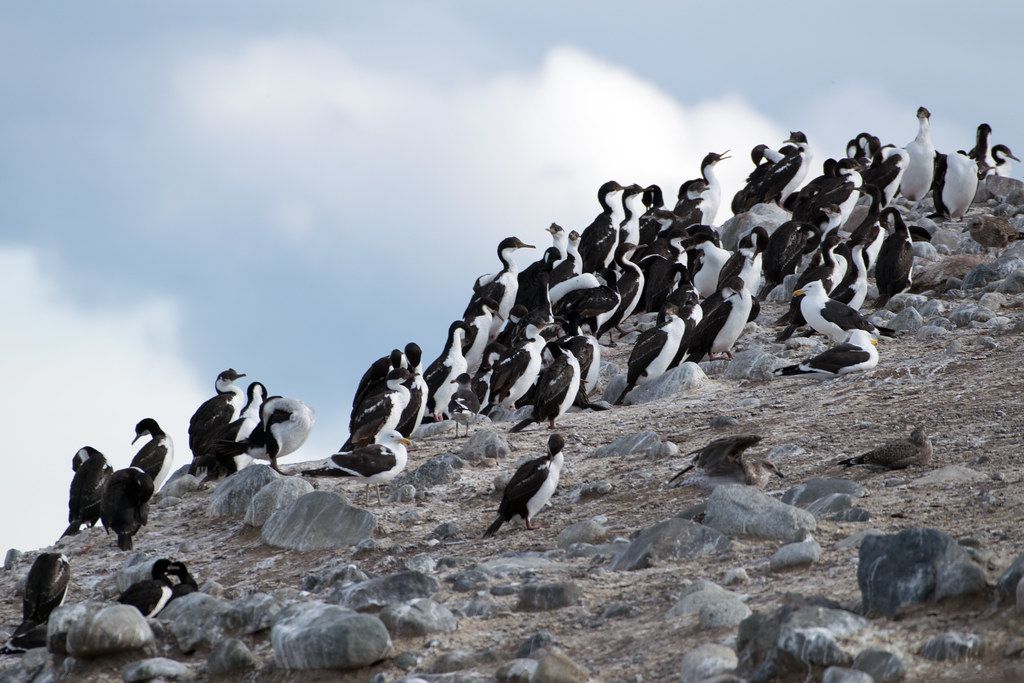 A penguin colony on Island Magdalena