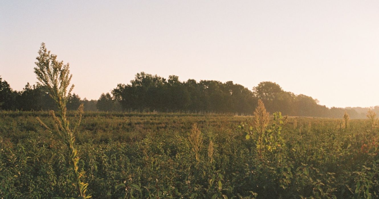 A field in Ames, Iowa