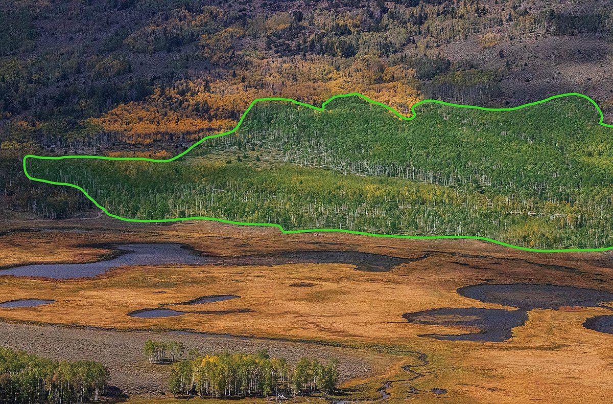 Utah's Pando Aspen Vs. California's General Sherman: Which Is Really ...