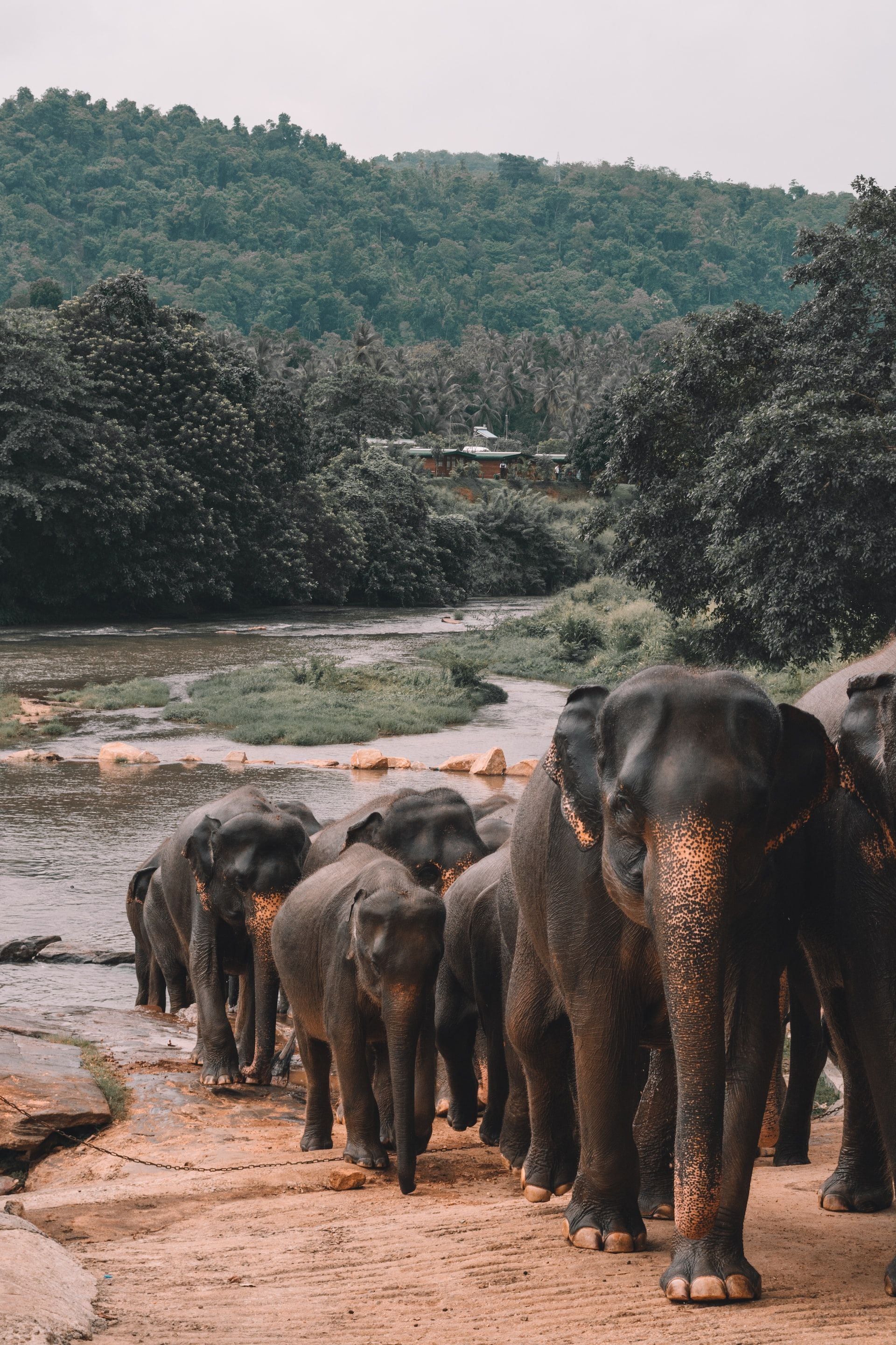 Herd of wild elephants in Sri Lanka