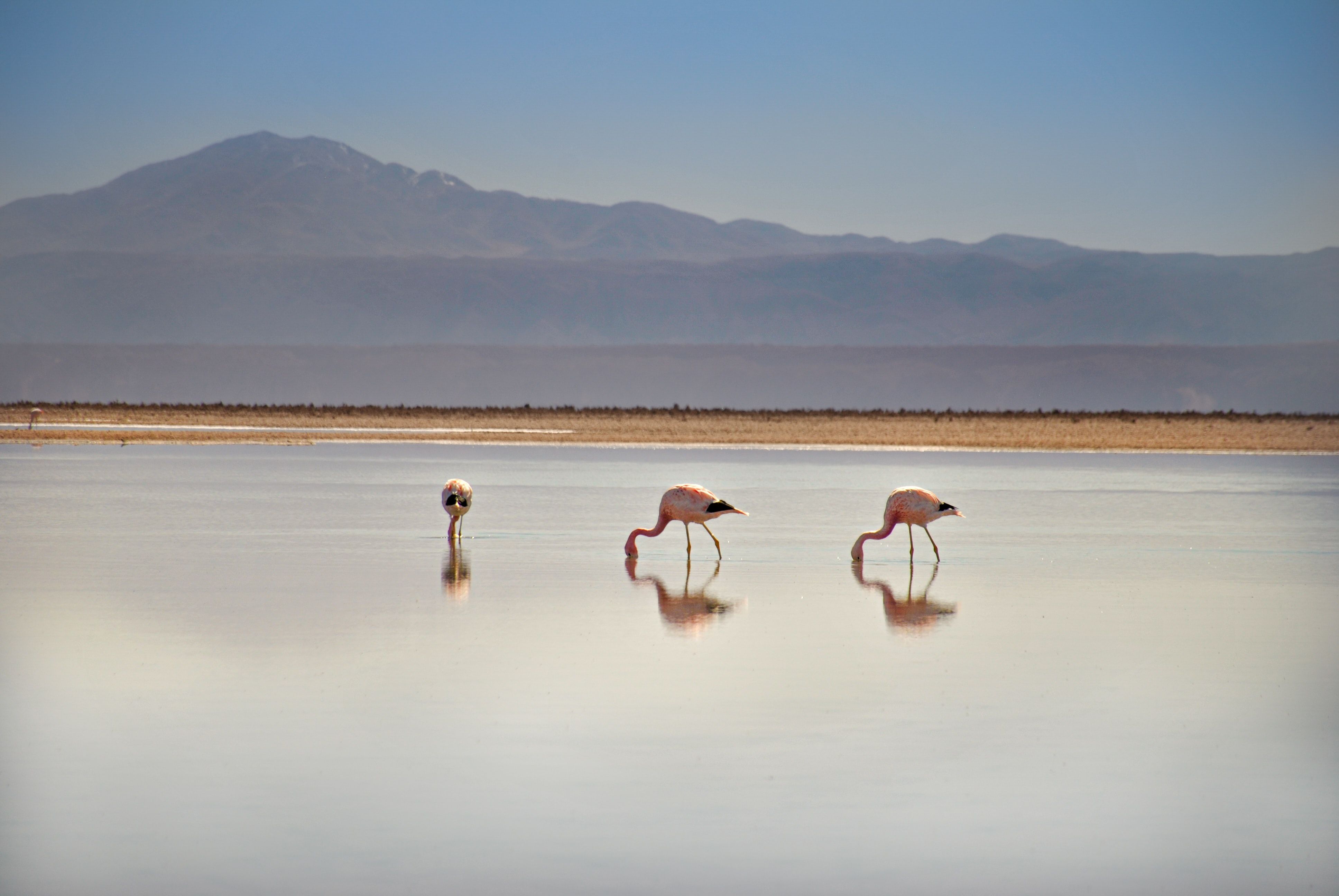 Flamingos of Laguna Chaxa, Chile