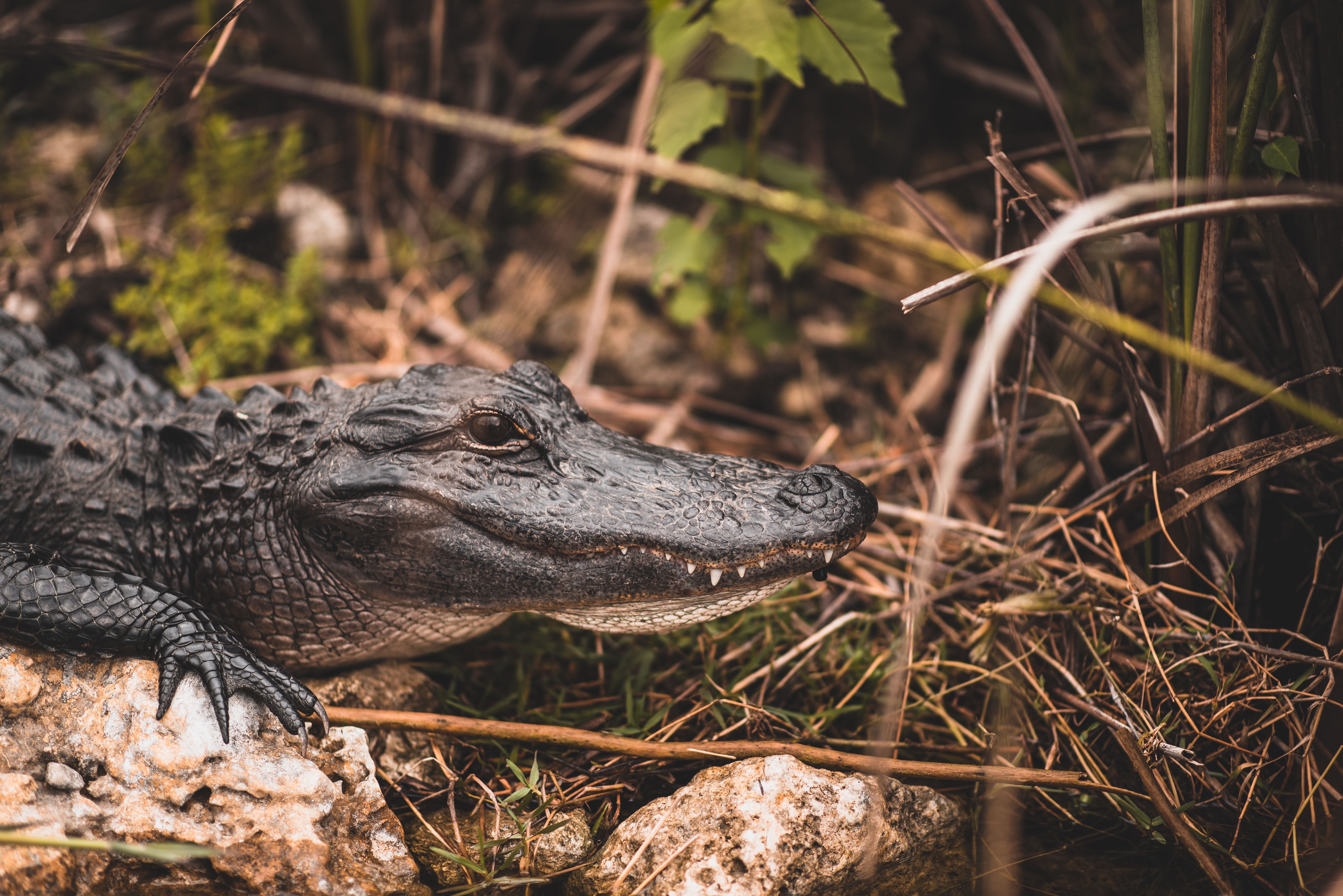 An alligator at Everglades National Park