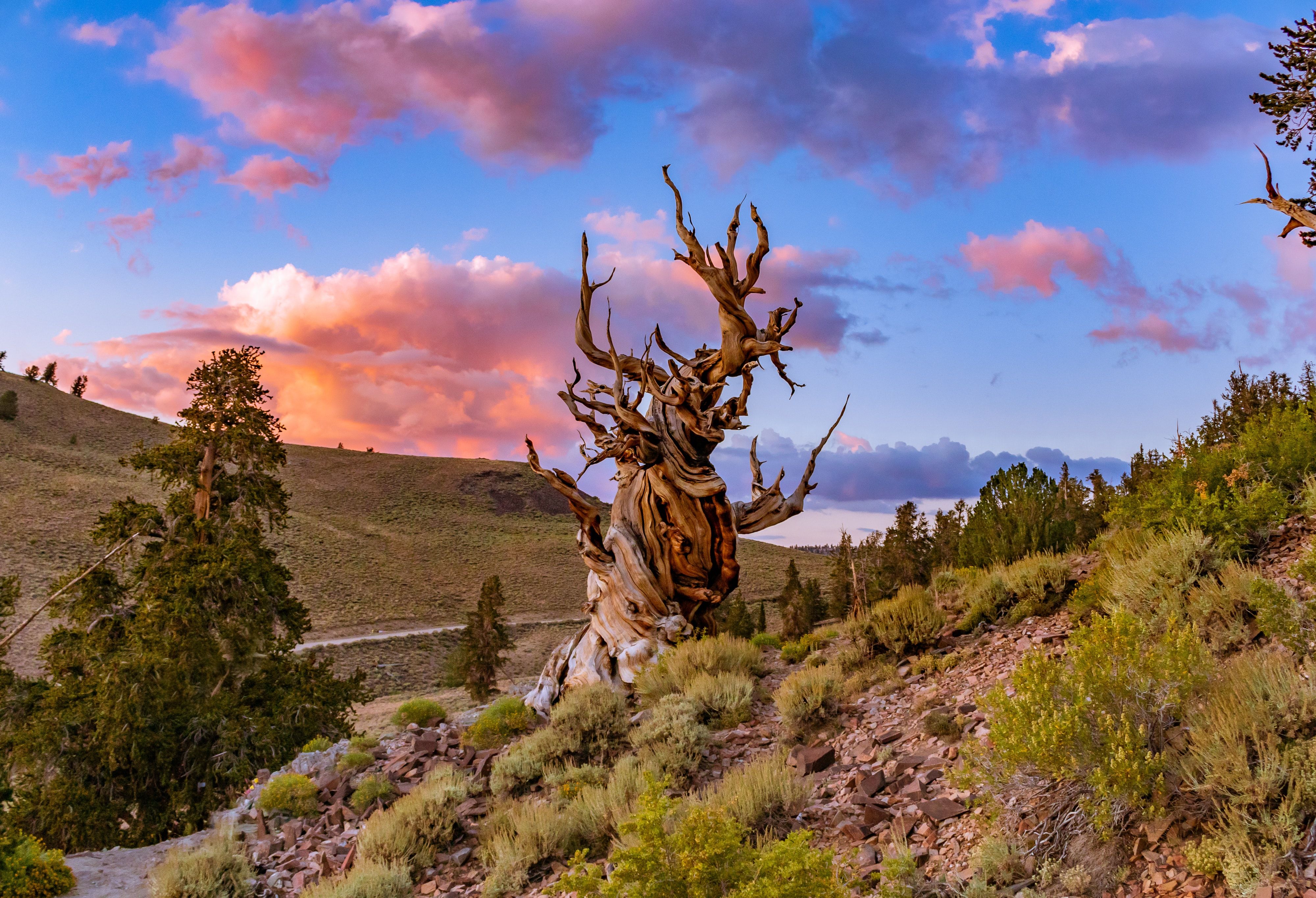 Meet Methuselah The Worlds Oldest Tree In Californias Ancient Bristlecone Pine Forest