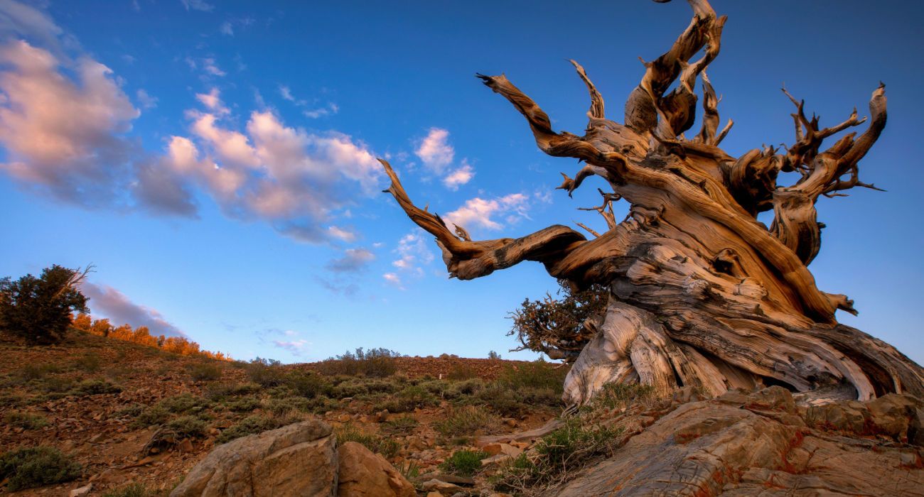 Ancient Bristlecone Pine Forest in California