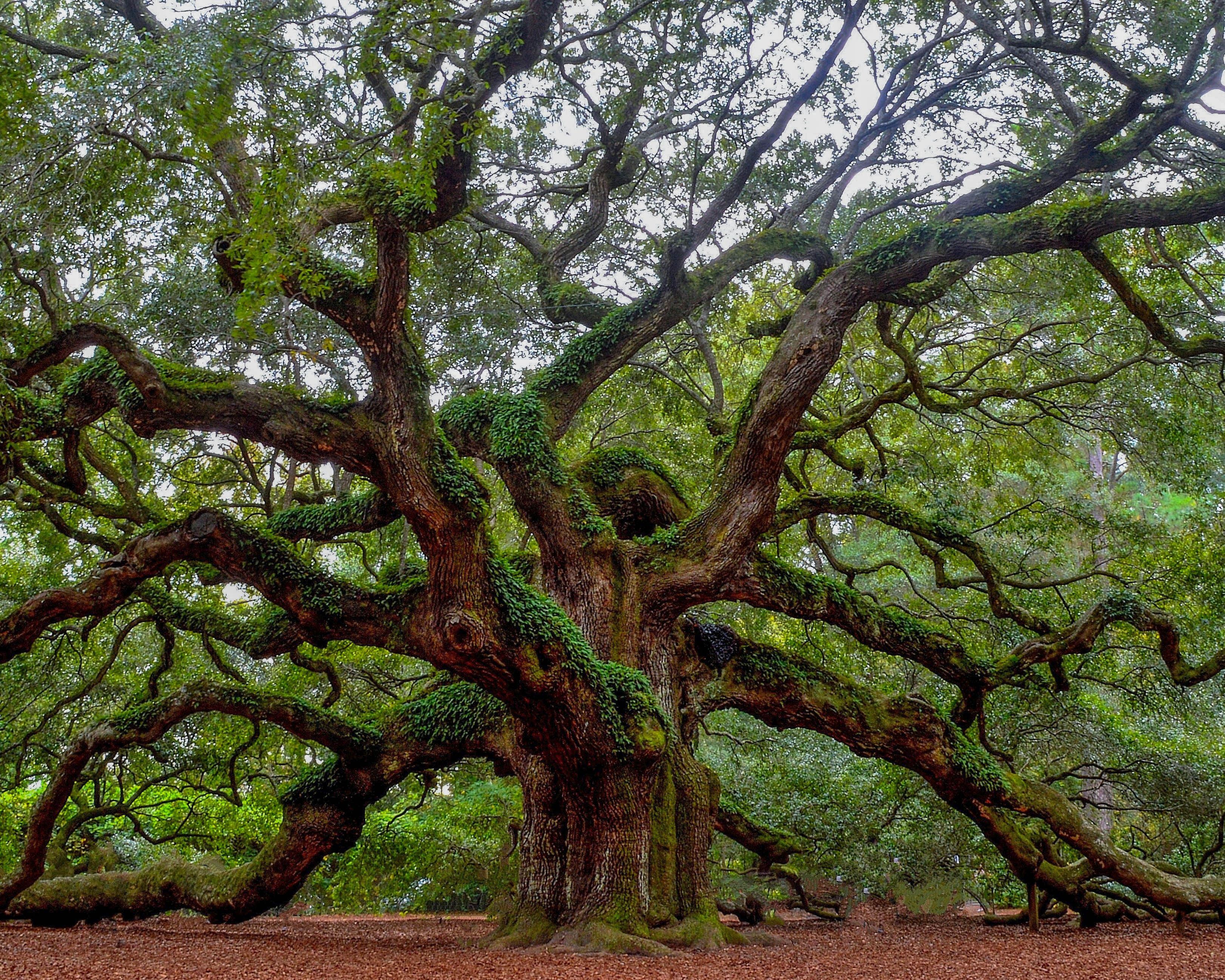 Giant Oak Tree in Charleston, South Carolina
