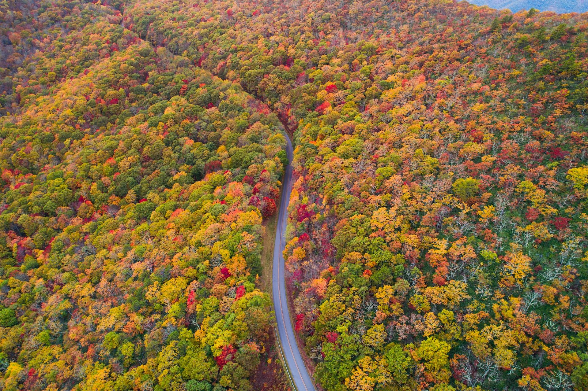 Leaves changing color along the Blue Ridge Parkway in Asheville, North Carolina, USA
