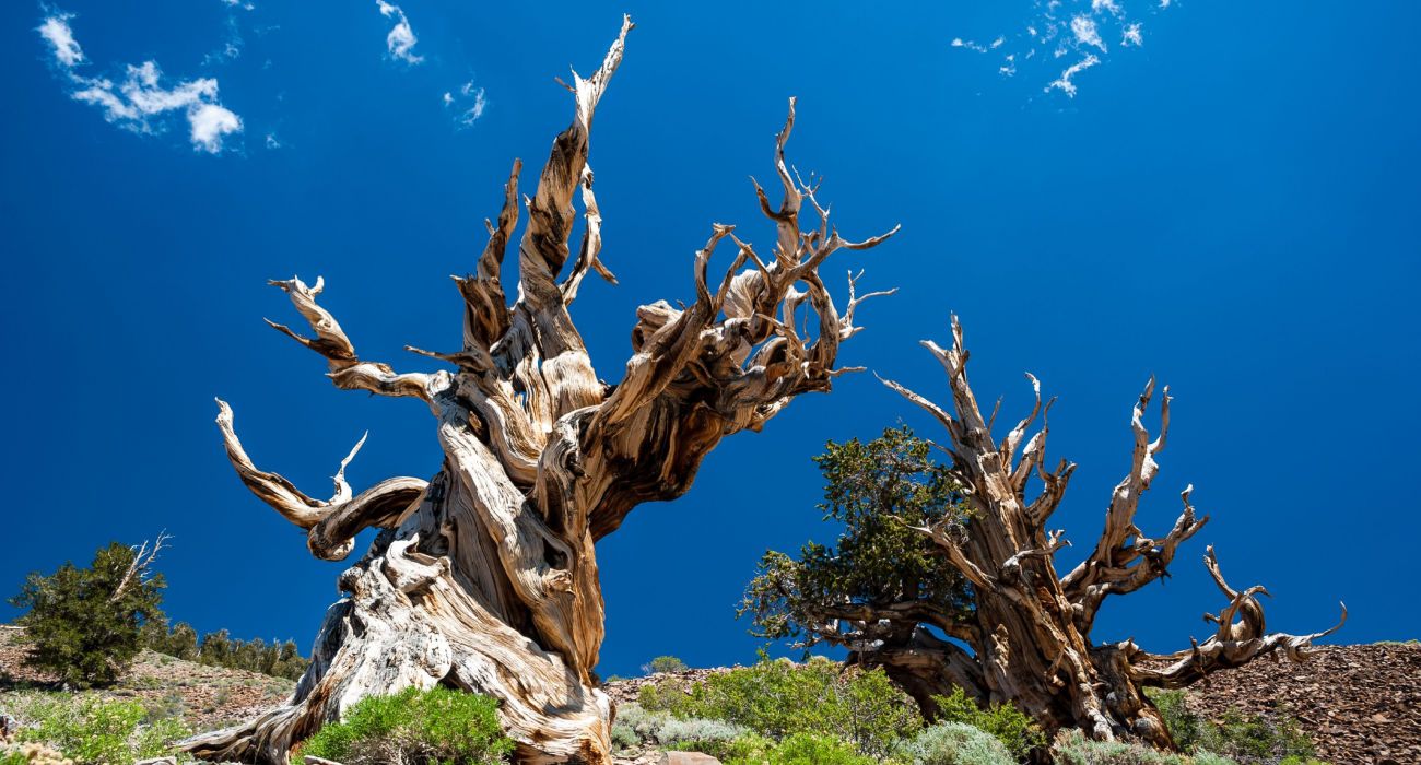 Bristlecone Pine, Pinus longaeva in the White Mountains