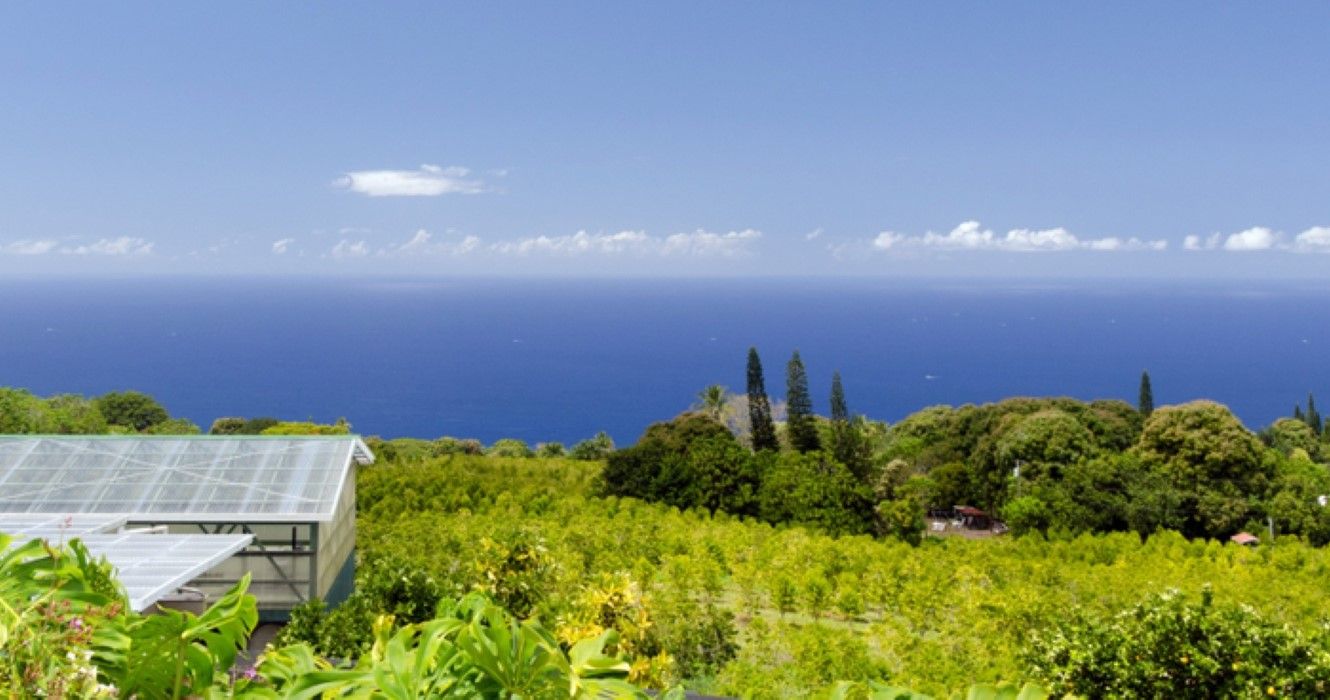 Coffee plantations on hills over Kona, Big Island, Hawaii