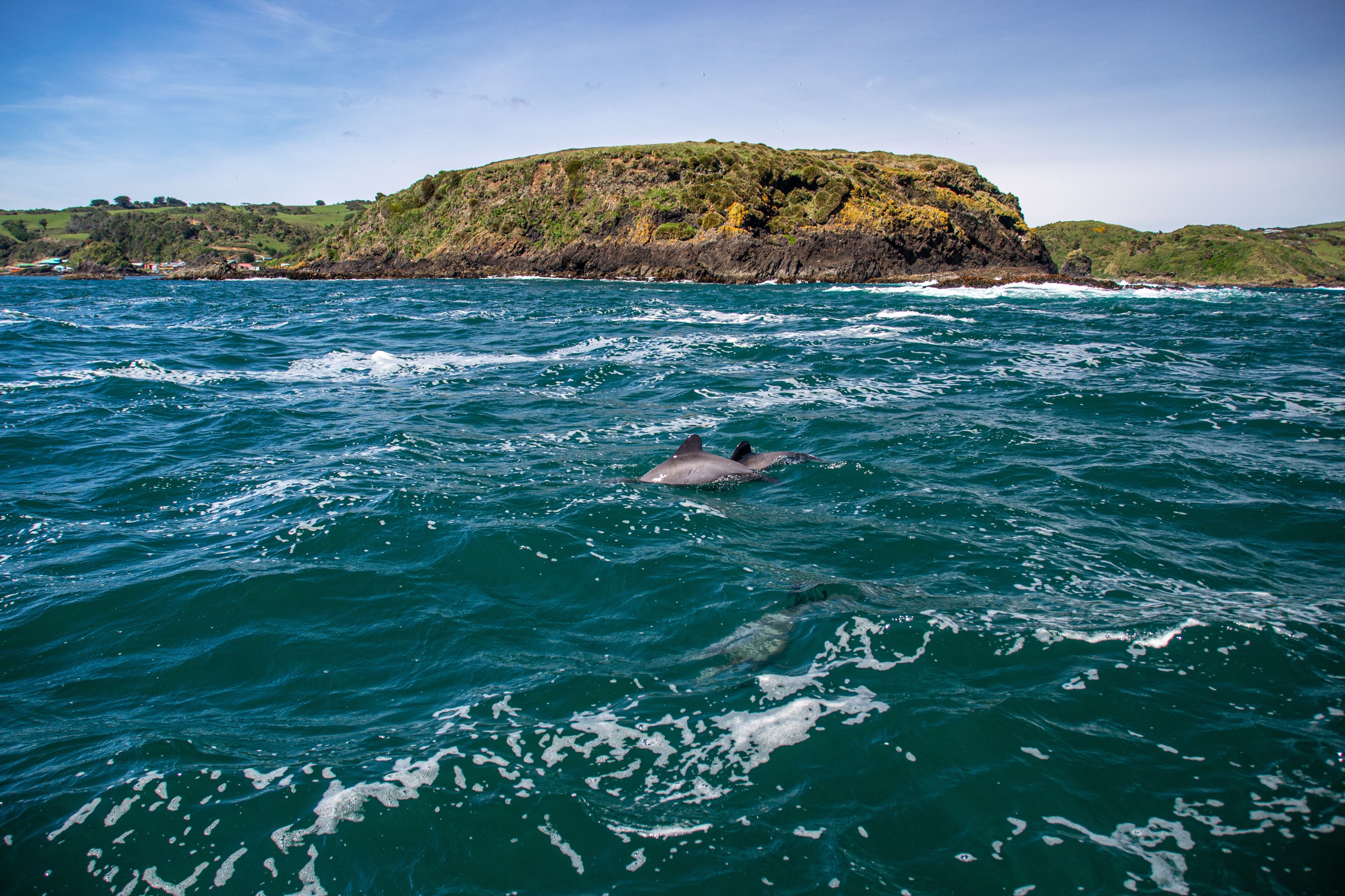 Dolphin watching in Chiloe, Chile