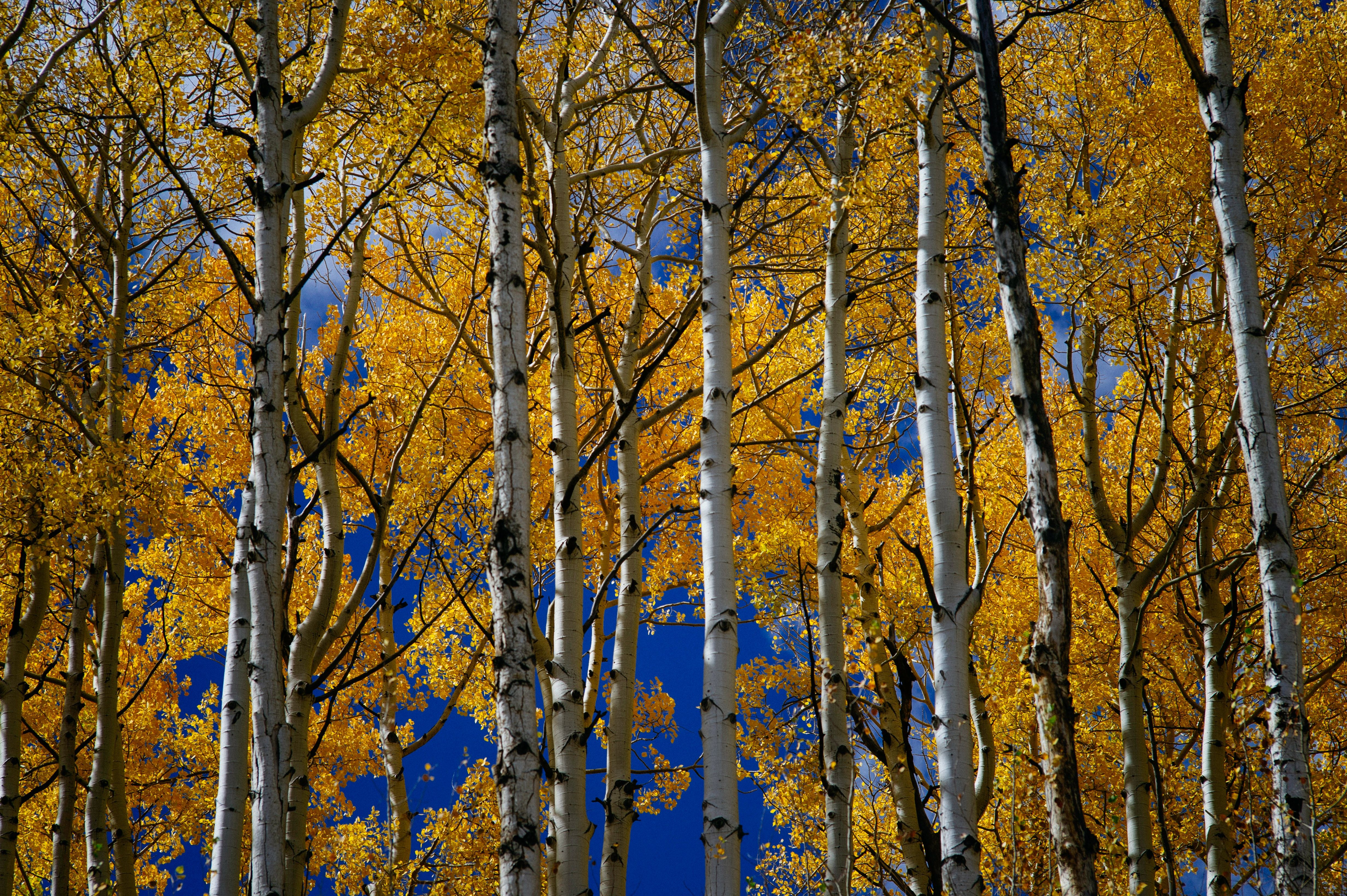 The colorful San Juan National Forest in autumn