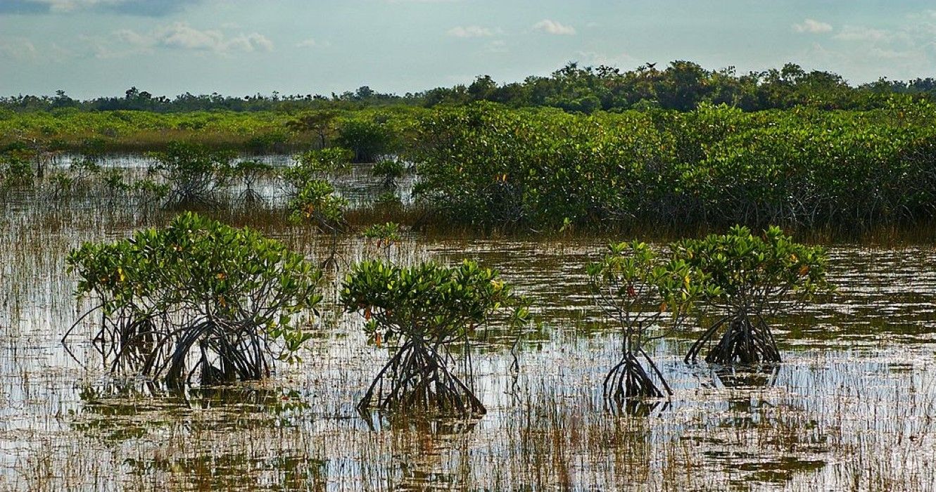 Everglades National Park, Florida