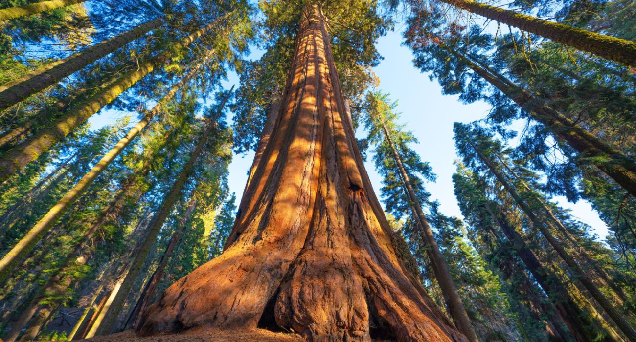 General Sherman Tree In Sequoia National Park