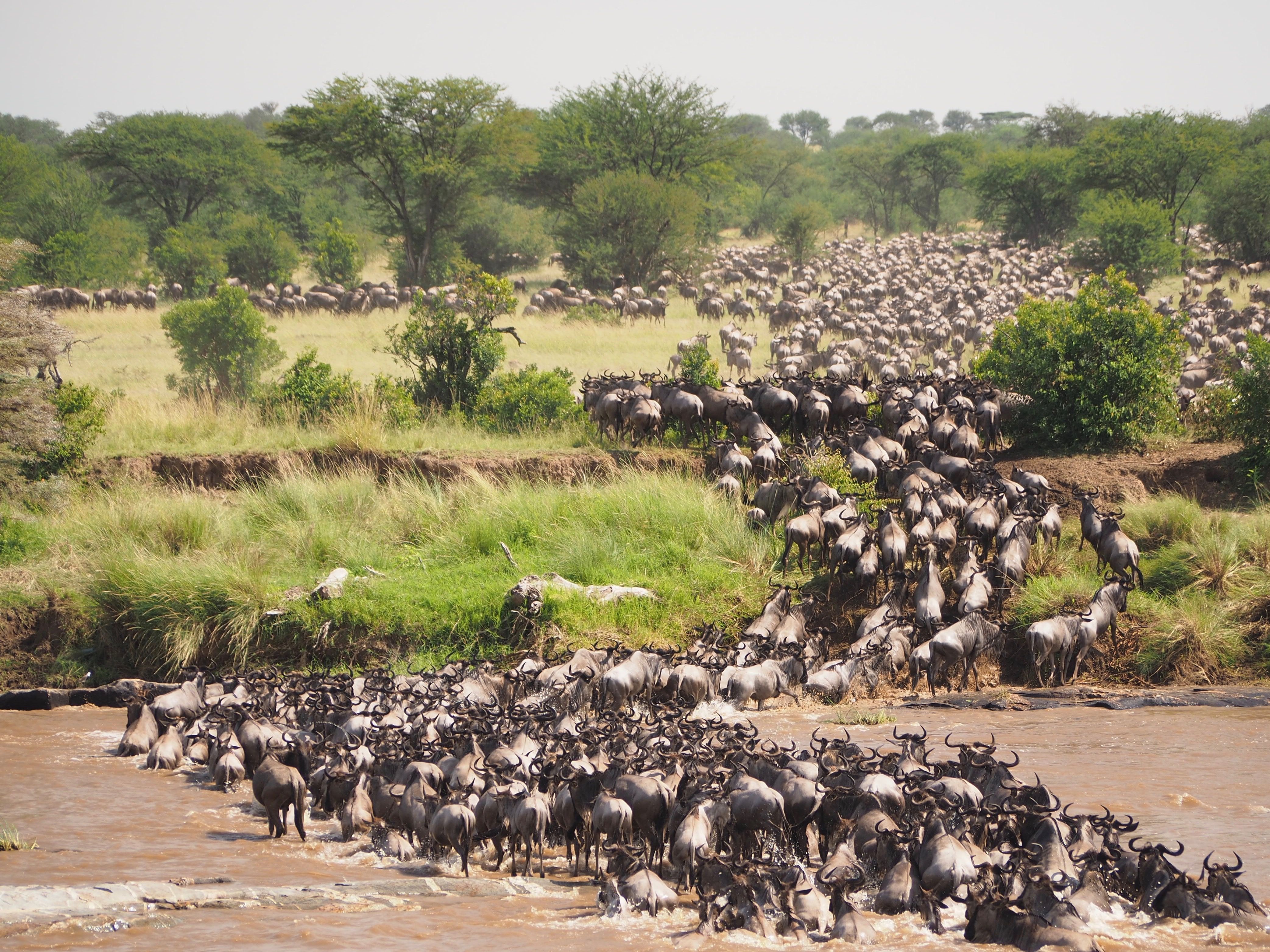 Great Migration of Wildebeest