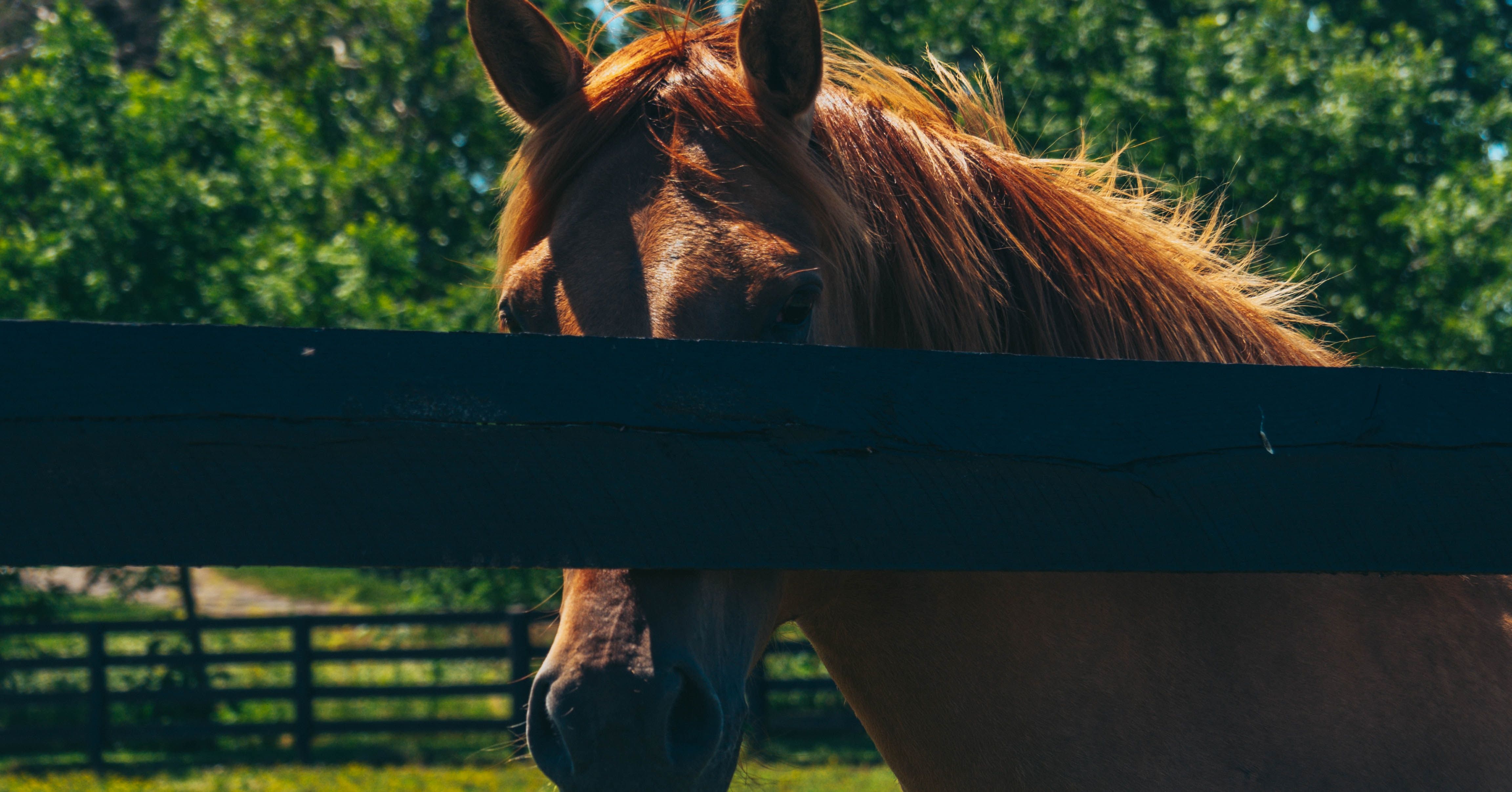horse behind fence