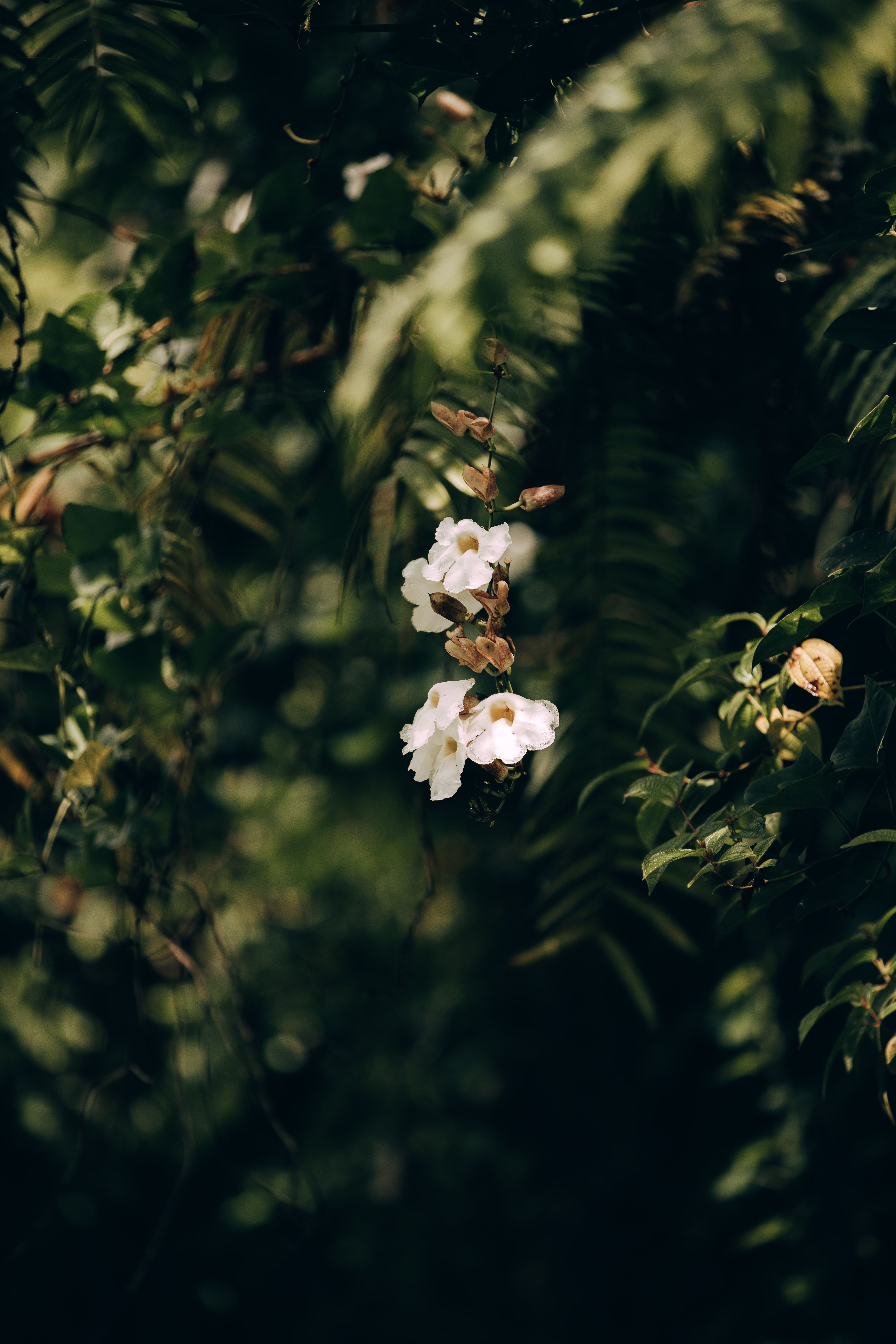 A Misty Wonderland: Hiking Through The Lush Rainforest Of Akaka Falls ...