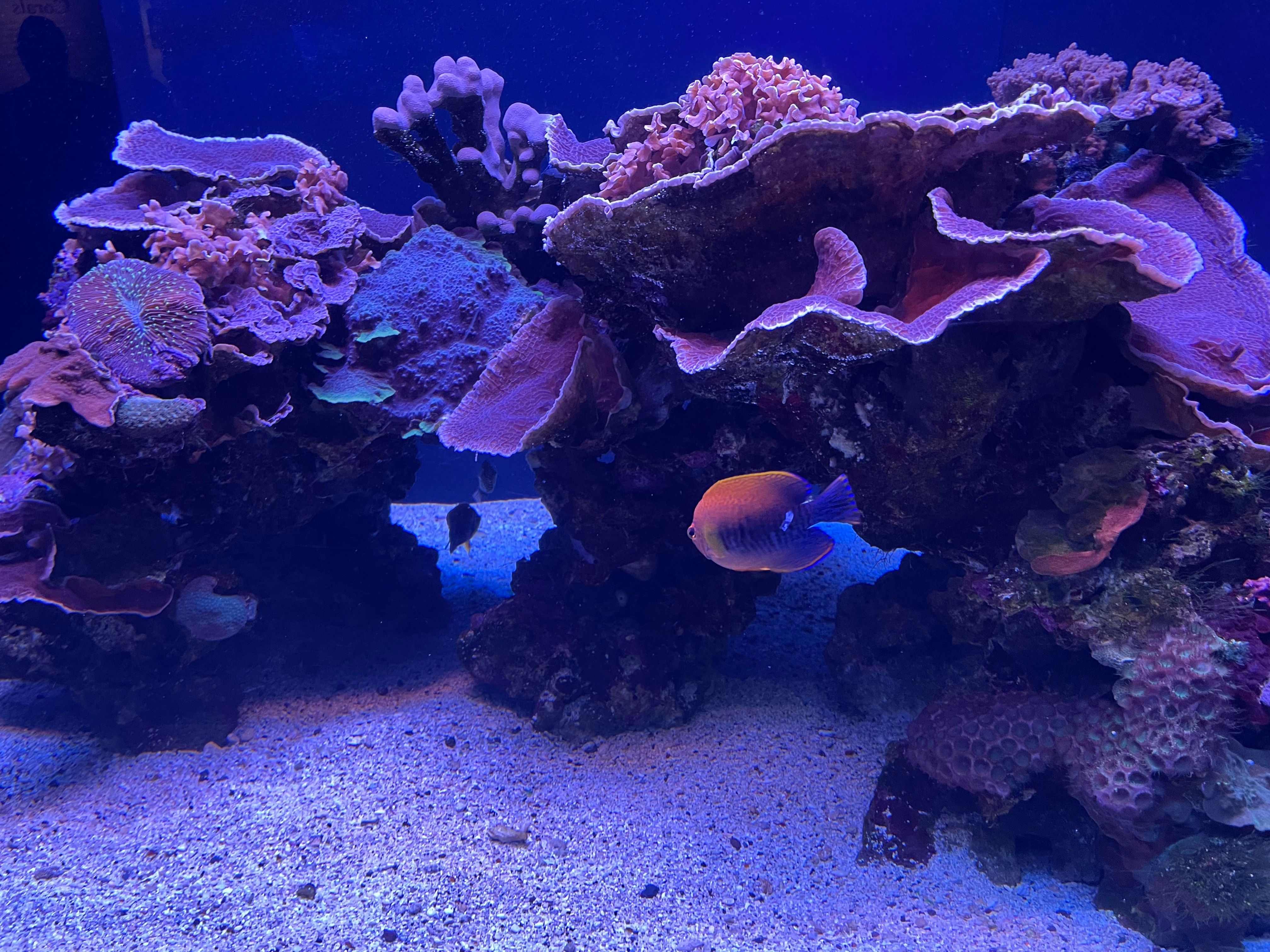 Learn about reef care at the Maui Ocean Center